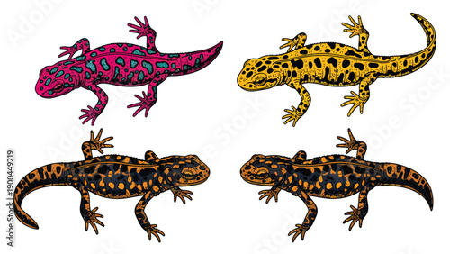 Colorful Hand-drawn Salamanders and Newts. Engraved Style Amphibian Illustrations Set.