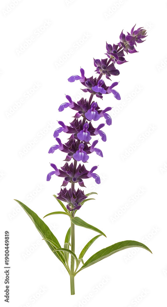 Obraz premium A close-up studio shot of a beautiful purple salvia flower with green leaves, isolated on a clear background