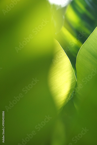 Green leaves on a green background. beautiful attractive nature view of green leaf on blurred greenery background using as background natural green plants landscape, ecology, fresh cover page concept.