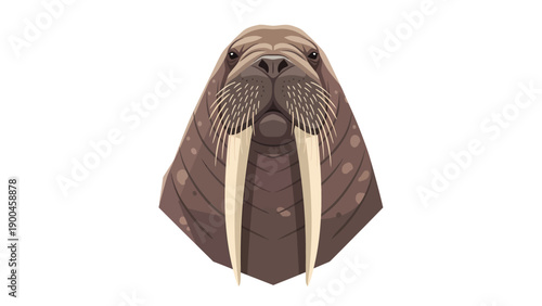 Close-up Walrus Head Illustration with Tusks and Whiskers on White Background