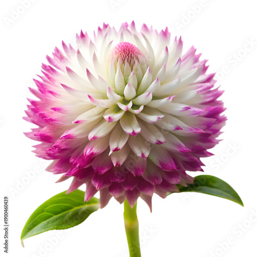 A beautiful globe amaranth flower with white petals and pink edges on a black background