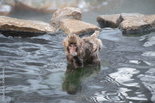 Photography 地獄谷野猿公苑の温泉につかる野生の子猿　snow monkey park