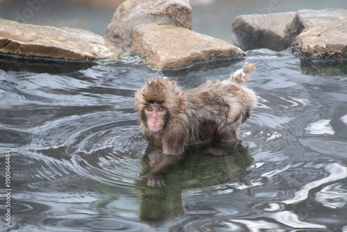 Canvas Print 地獄谷野猿公苑の温泉につかる野生の子猿　snow monkey park