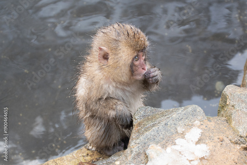 Canvas Print 地獄谷野猿公苑の温泉上がりの野生の子猿　snow monkey park