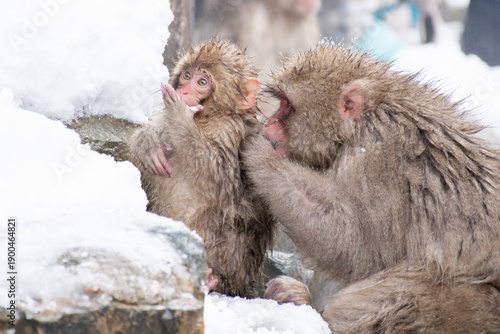 Photography 地獄谷野猿公苑で母猿に毛づくろいされる子猿　snow monkey park