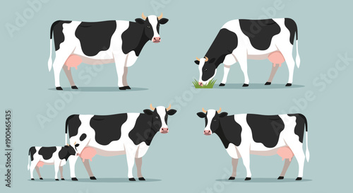 Dairy Cows and Calf Vector Set of Holstein Cattle Farm Animals
