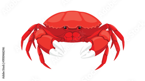 Vibrant Red Crab Vector Illustration with Claws Isolated on White Background