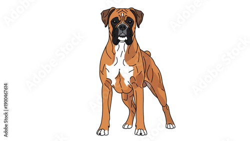 Vibrant Boxer dog illustration, fawn coat, black mask, white chest markings, standing on white background. Pet vector art.