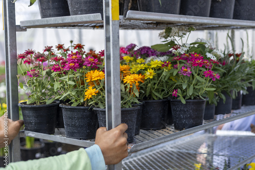 Worker hand pushing metal cart full of colorful flower pots inside bright nursery greenhouse. vibrant plant blooms create cheerful and busy atmosphere of horticulture