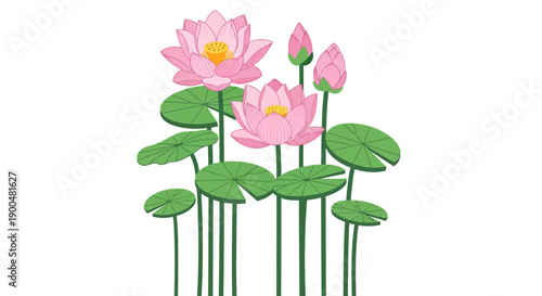 Beautiful Pink Lotus Flowers and Leaves Vector Illustration