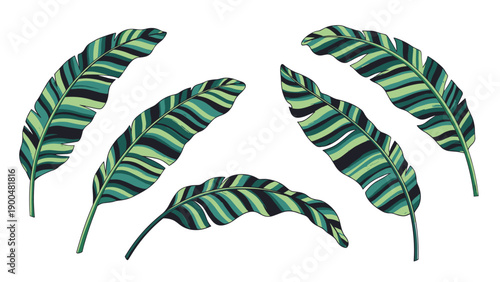 Vibrant collection of tropical banana leaves in various shades of green and artistic orientations, perfect for summer designs.