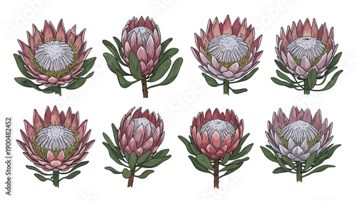 Exquisite collection of protea flowers, showcasing their unique beauty in various stages of bloom and delicate pink hues on a white background.