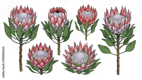 Exquisite collection of protea flowers on delicate stems, showcasing their unique beauty in various stages of bloom and vibrant pink hues on a white background.