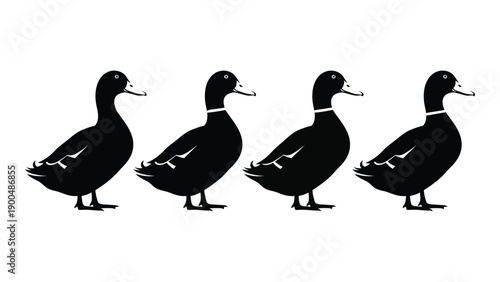 Four black ducks standing in a row on a white background Vector