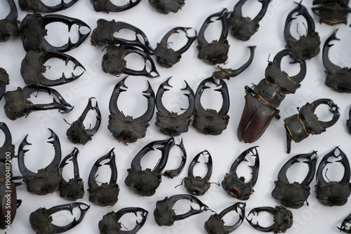 These are the preserved heads and mandibles of male European stag beetles (Lucanus cervus)