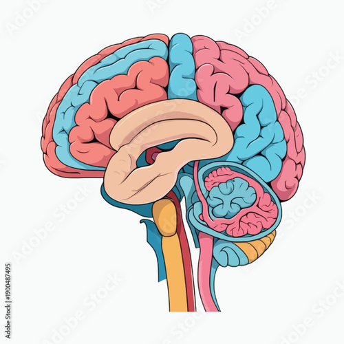 A detailed illustration of the human brain with colorful sections