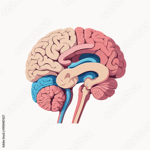 A detailed illustration of the human brain showing its various structures