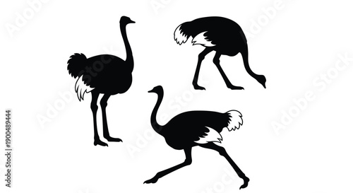 Three ostriches in dynamic poses a striking black silhouette