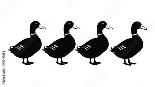 Four black and white ducks standing in a row on a white background Vector