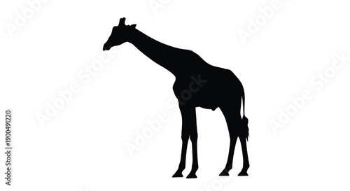 A striking black giraffe stands prominently against a white background silhouette