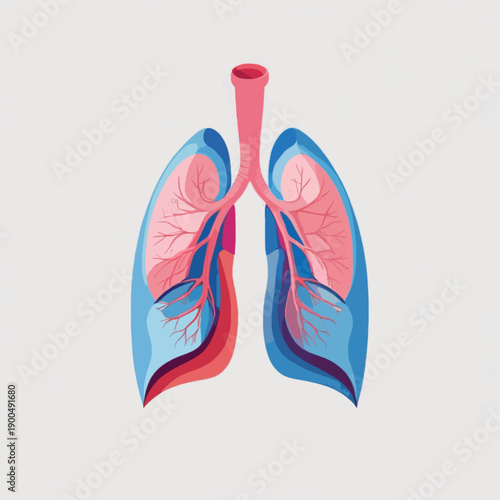 A detailed illustration of the human lungs and respiratory system