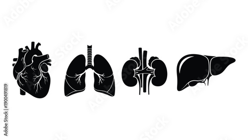 Illustrations of human organs including heart, lungs, kidneys, and liver Vector