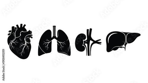 Illustrations of the heart, lungs, kidneys, and liver Vector