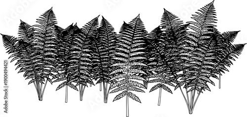 Dense prehistoric fern thicket and ancient foliage botanical illustration