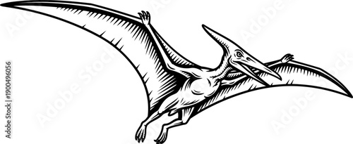 Pteranodon flying reptile prehistoric creature with large wingspan line drawing