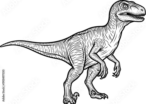 Velociraptor dromaeosaurid predator with sharp sickle claws hand drawn