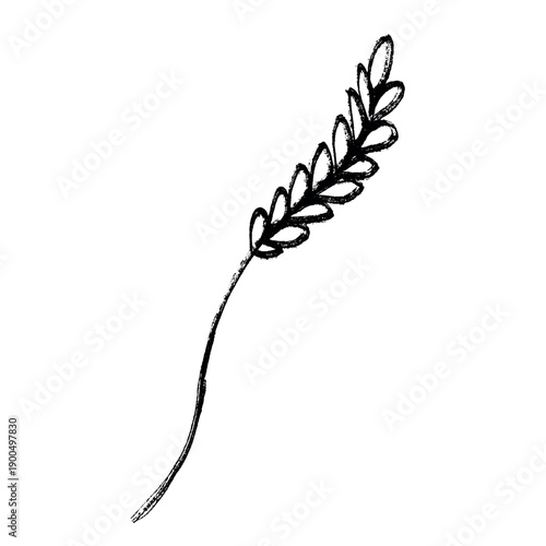 Hand drawn cereal wheat oat rye barley rice ears spikelet clipart Organic wheat bread agriculture farming harvest healthy food Single element for print packaging label design decor