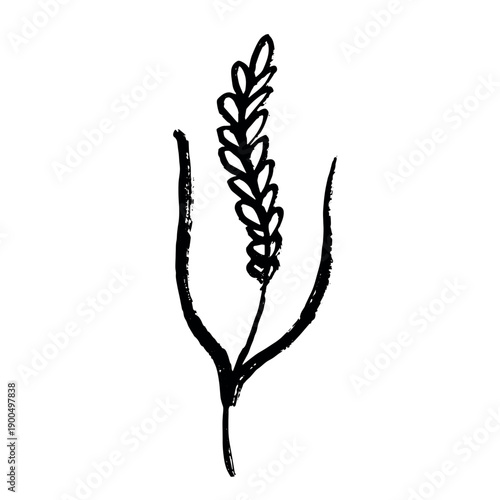 Hand drawn cereal wheat oat rye barley rice ears spikelet clipart Organic wheat bread agriculture farming harvest healthy food Single element for print packaging label design decor