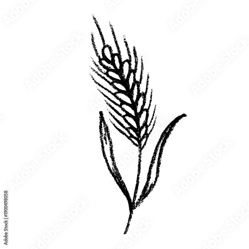 Hand drawn cereal wheat oat rye barley rice ears spikelet clipart Organic wheat bread agriculture farming harvest healthy food Single element for print packaging label design decor