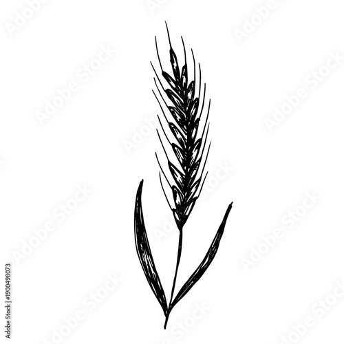 Hand drawn cereal wheat oat rye barley rice ears spikelet clipart Organic wheat bread agriculture farming harvest healthy food Single element for print packaging label design decor