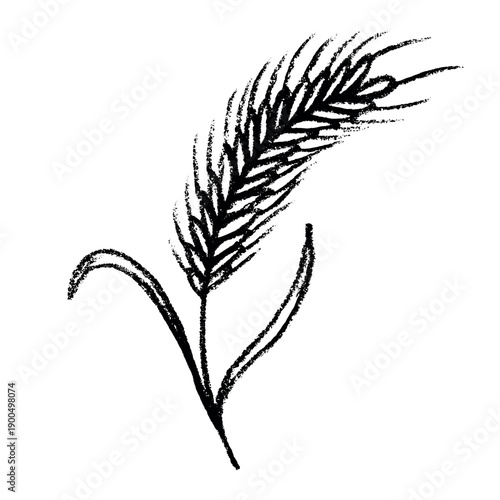 Hand drawn cereal wheat oat rye barley rice ears spikelet clipart Organic wheat bread agriculture farming harvest healthy food Single element for print packaging label design decor