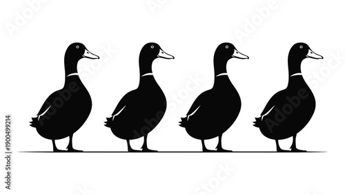 Four black and white ducks standing in a row on a white background Vector