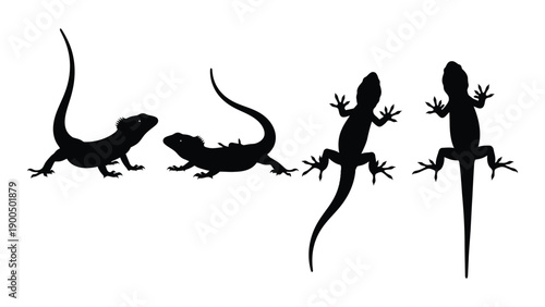 Four different types of lizards silhouetted against a white background Vector
