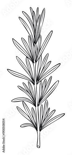 Stylized line drawing of a fresh rosemary sprig perfect for culinary blog graphics, recipe book accents, or minimalist kitchen decor prints