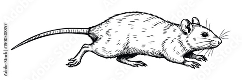 A black and white hand drawn sketch of a scurrying rat, perfect for educational content, nature studies, pest control information, or graphic design projects