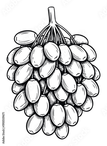 A decorative ink drawing of a fresh dates fruit cluster perfect for food packaging, recipe books, healthy eating guides, or traditional snack advertisements.