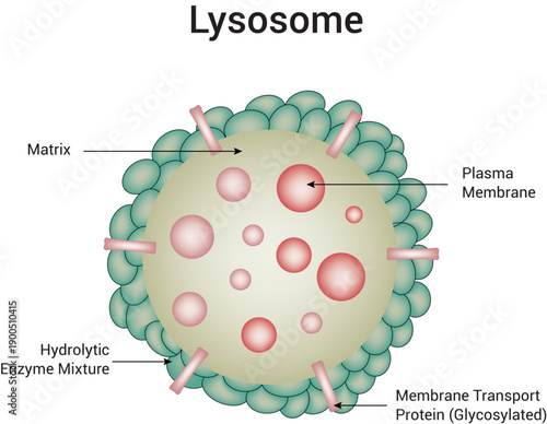 Lysosome Science Design Vector Illustration Diagram