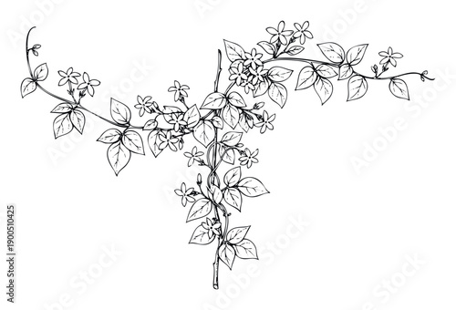 Hand drawn black and white jasmine vine with delicate flowers and leaves creating an elegant botanical border element for invitations stationery or branding