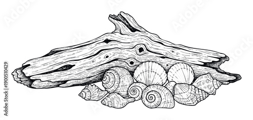 Detailed black and white engraving style depicting a weathered piece of natural driftwood alongside an assorted collection of seashells, ideal for ocean themed projects and coastal