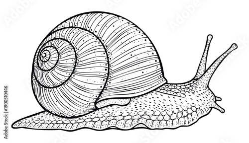 Detailed black outline drawing of a garden snail with intricate shell patterns and textured body, perfect for nature studies, educational materials, or a sophisticated coloring book page.