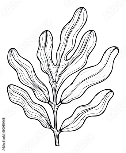 Stylized organic plant motif with flowing lines and natural contours, ideal for creating unique visual textures, educational materials, or elegant print media designs.