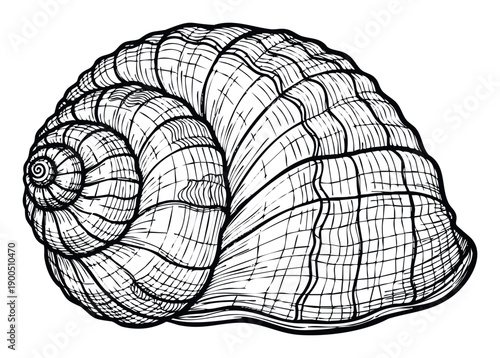 Detailed monochrome line drawing of a spiral seashell with intricate ridges, perfect for oceanthemed graphics, nature publications, or decorative marine biology content
