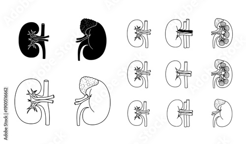 Human Kidney Anatomy Icons Black and White Vector Set