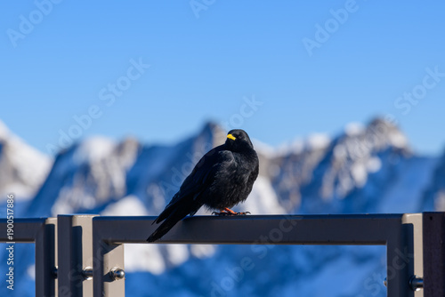 A solitary alpine chough perches on a metal railing against a backdrop of sharp, sunlit snow-capped mountains and deep blue sky near Aiguille du Midi.