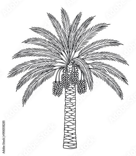 An elegant outline rendering of a date palm tree laden with clusters of dates, perfect for use in natural food product labels, botanical inspired decor, or travel industry promotions.