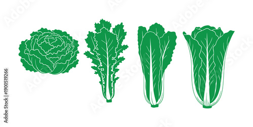Green leafy vegetable silhouette vector design with lettuce kale romaine in stylized art.
